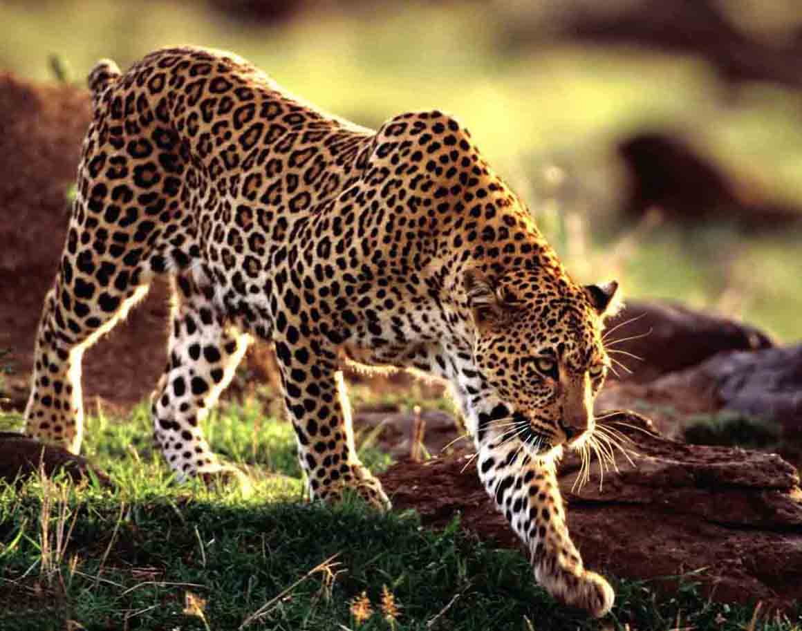 53 - леопард 
