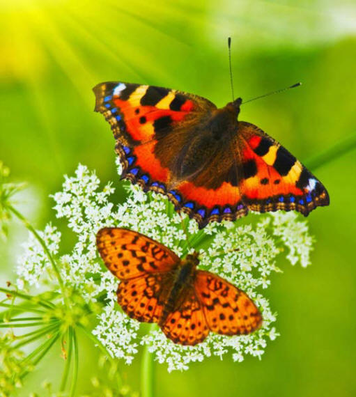разновидности бабочек и их названия и фото - Страница 2 Babochki18_small1