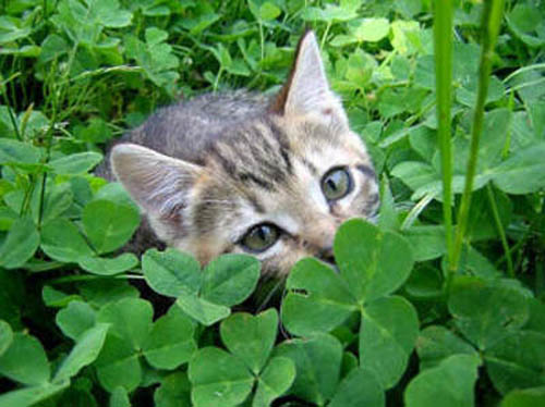фото котенка в зеленой траве