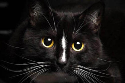 черный кот с белыми усами