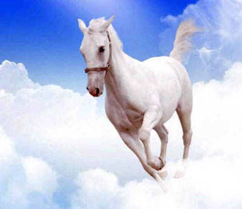белая лошадь в облаках