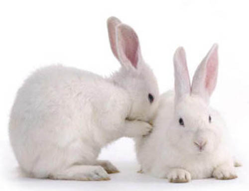 белые кролики