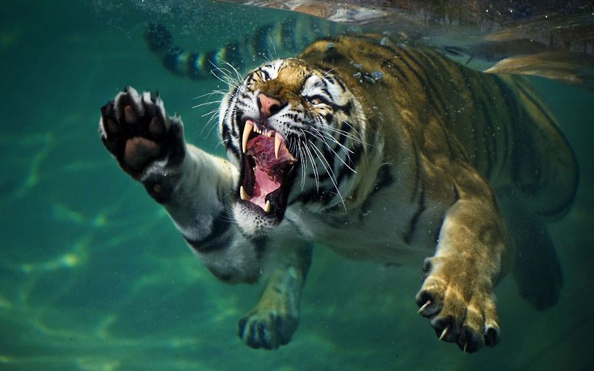 Картинки Тигры И Львы