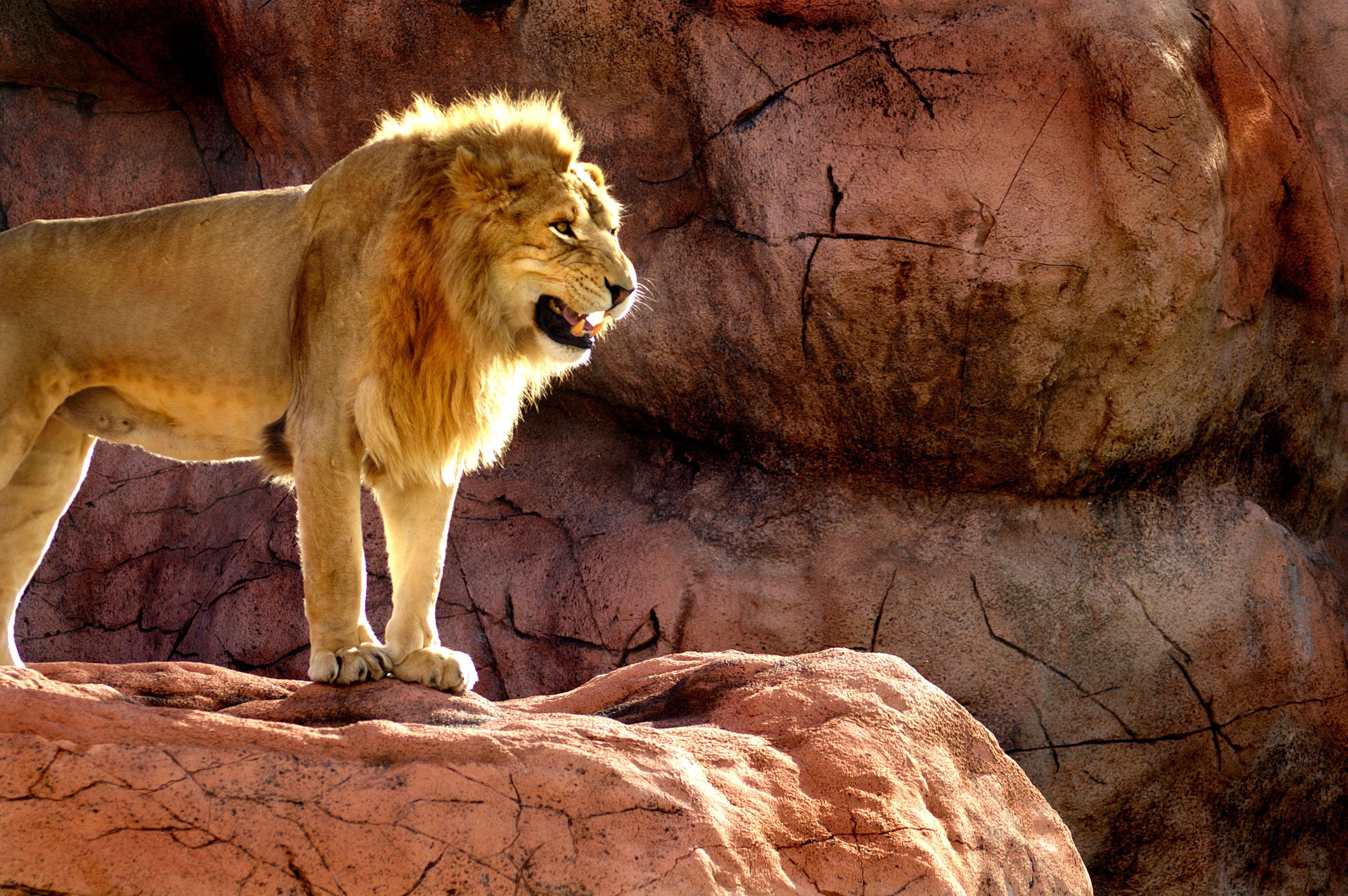 Лев в 16 лет. Золотистый Лев. Изображение Льва. Лев картинки. Лев Король зверей.