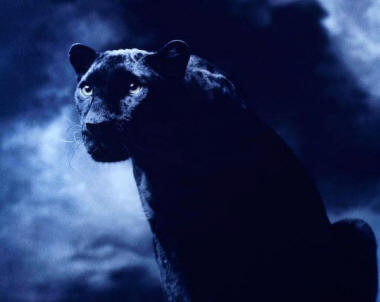 Черная пантера в черной ночи