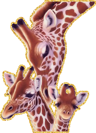 семья жирафов