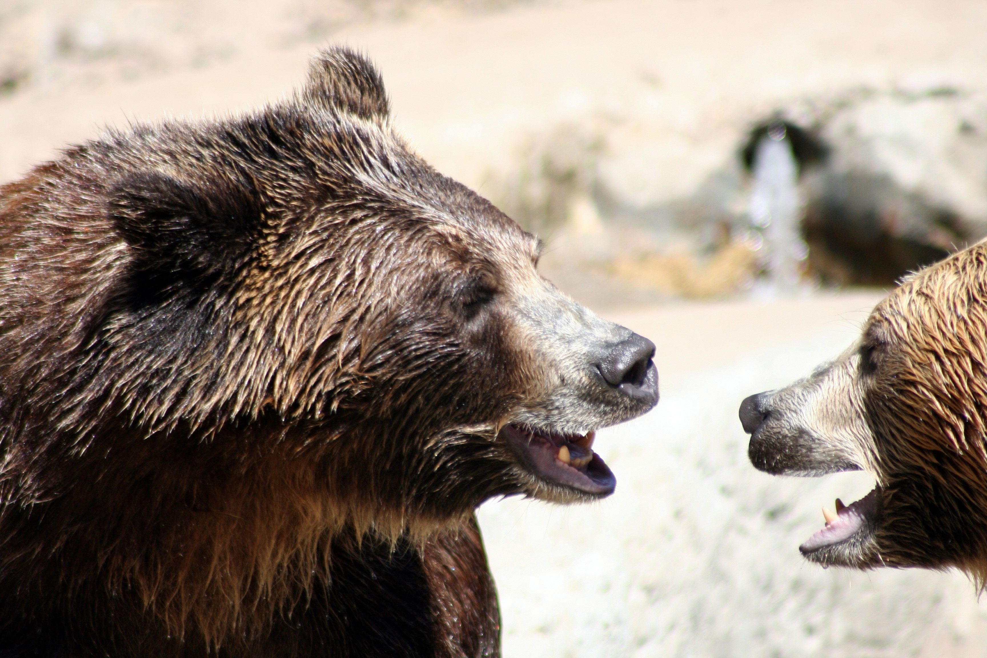 Медведь понравилось. Медведь облизывается. Медведи дерутся. Медведь эмоции. Двухголовый медведь фото.