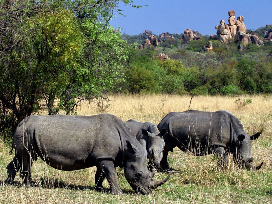 Носороги буйволы слоны обитают. Носорог в саванне. Стадо Носорогов. Носорог обитает в саванне. Носорог фото.