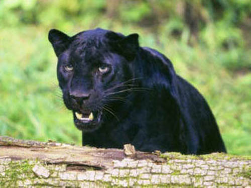 фото черной пантеры