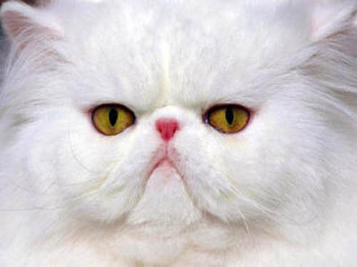 белый персидский кот