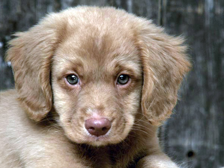 Картинки и фотографии щенков разных пород собак