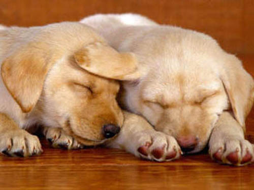 спящие щенки