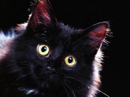 фото черного котенка