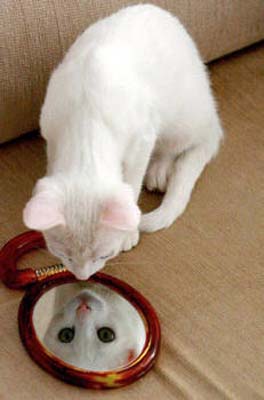 кот у зеркала