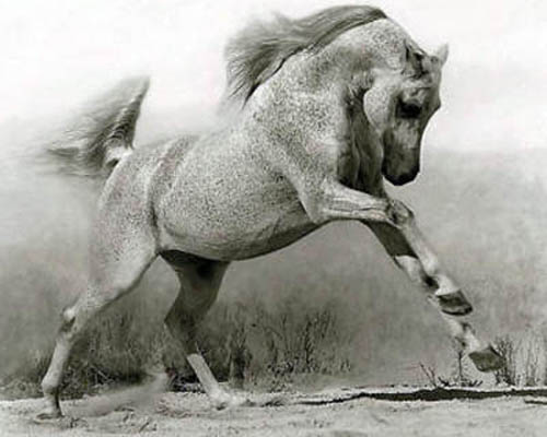 черно белое фото красивой лошади