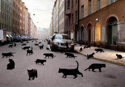 много черных кошек