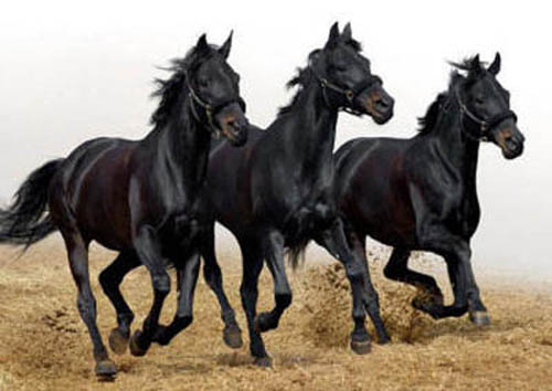 три черных коня