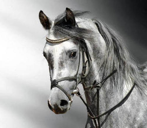черно белое фото лошади