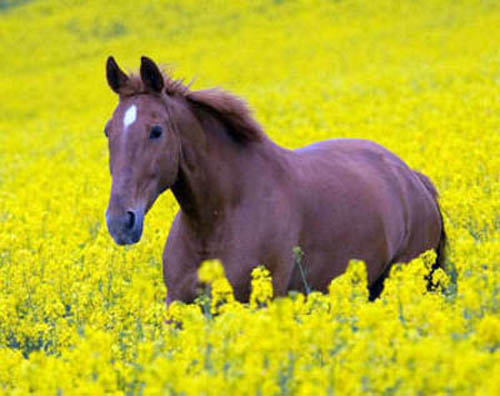 фотография лошади