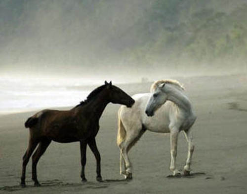 фото лошадей