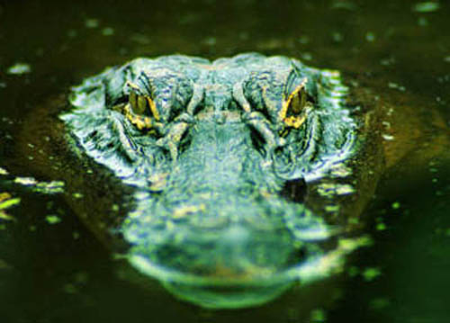 глаза крокодила
