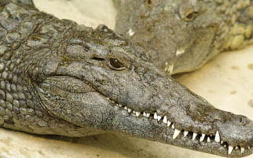 зубы крокодила