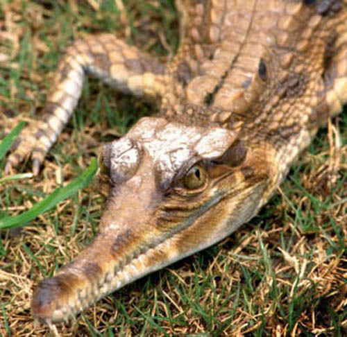 фотография крокодила