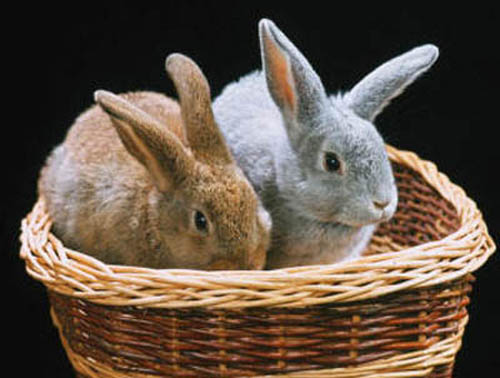 два кролика в лукошке