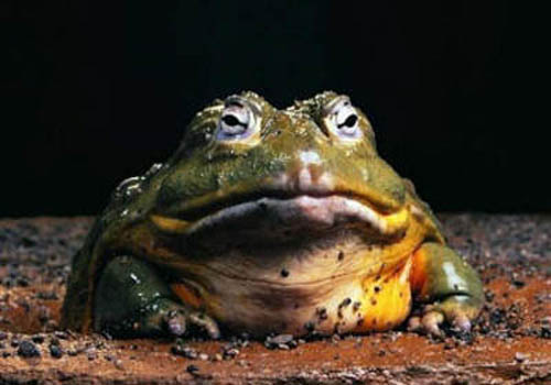 фото жабы