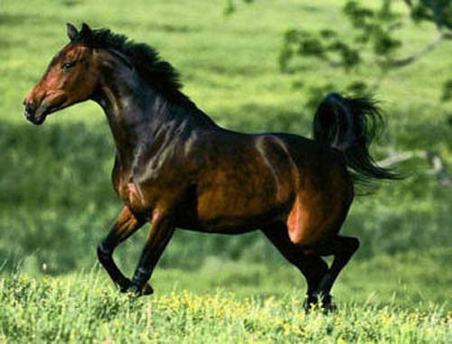 красивая лошадь