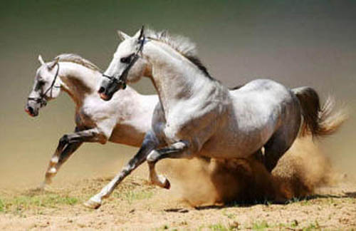 фотография коней