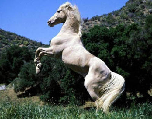 фото белой лошади