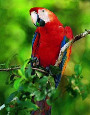 попугай ара красный
