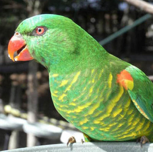 зелёный попугай