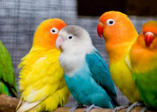Разноцветные яркие попугаи
