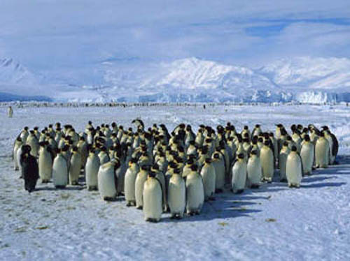 много пингвинов