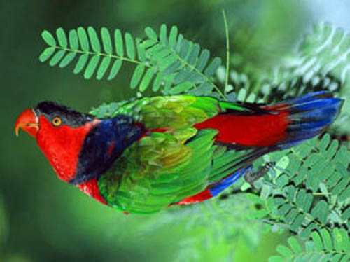 разноцветный попугай