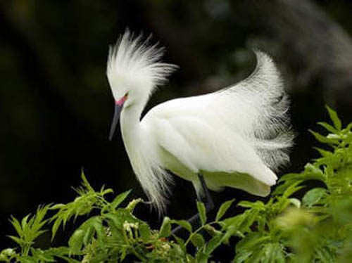 белая птица