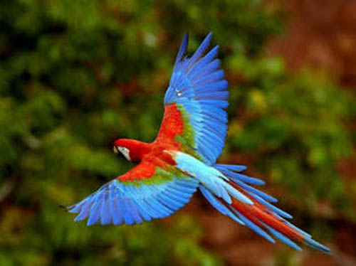 Тропической попугай