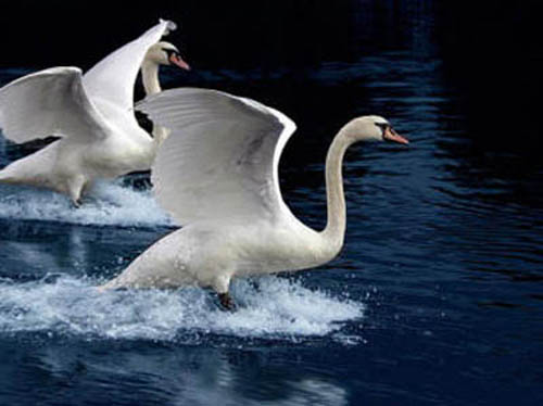 фото белых лебедей