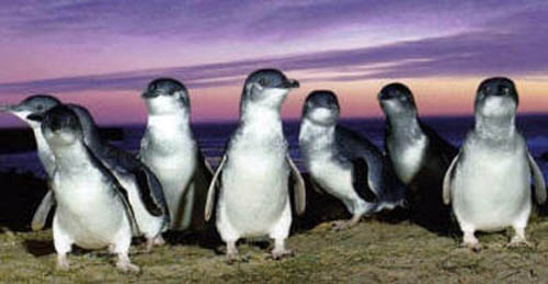 малыши пингвины