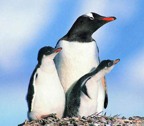 стая пингвинов