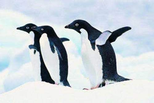 Пингвинов дружная семья