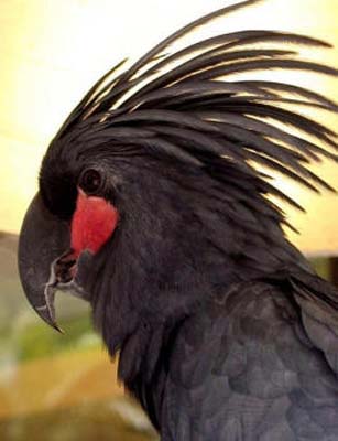 черный попугай