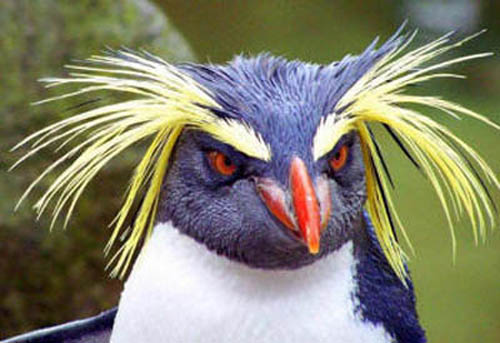 пингвин с желтыми ушами