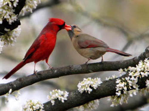 поцелуй птиц