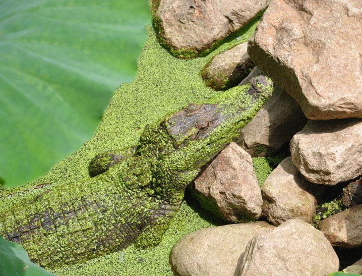 Какой крокодил зеленый. Зеленый крокодил. Зеленый крокодил фото. Зона отдыха крокодил. Зеленые листья как у крокодила.