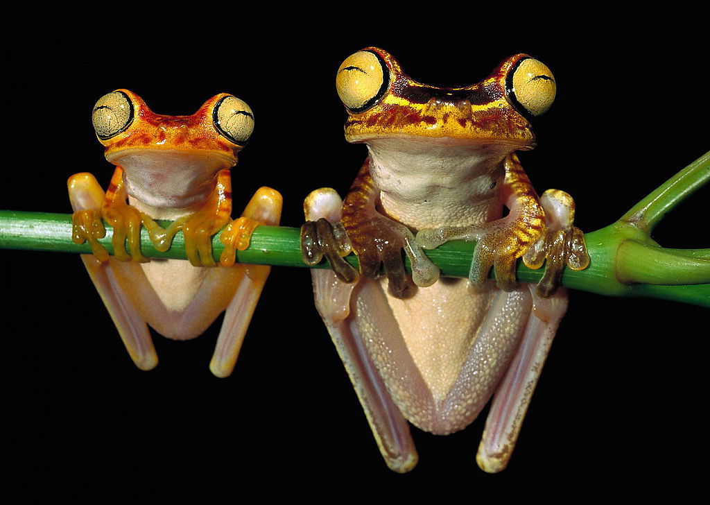 Фото и картинки лягушек, жаб и интересная информация о них