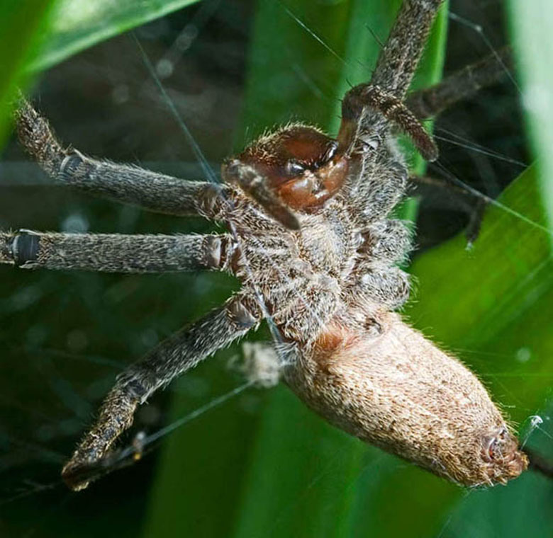 Определить вид паука. Ostearius melanopygius паук. Айтолико пауки. Самые редкие пауки в мире. Редкие виды пауков.