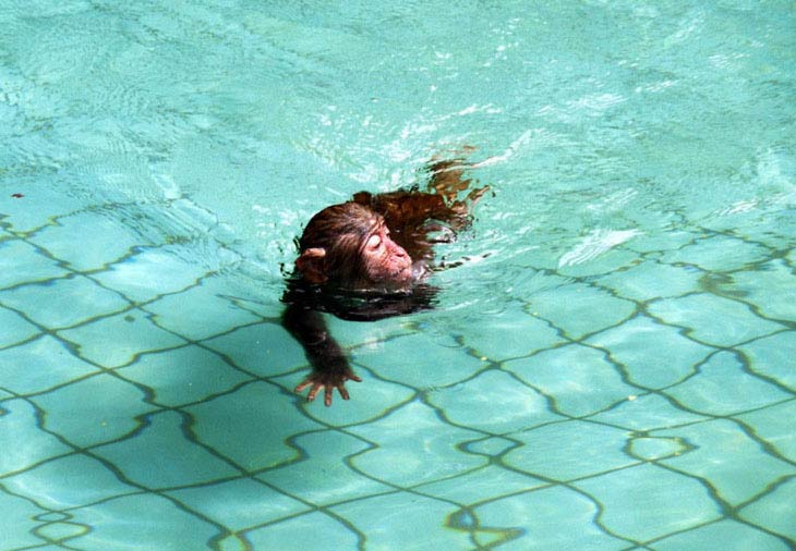 Шимпанзе плавает. Обезьянка в бассейне. Обезьяна плывет. Мартышки в бассейне. Макака в бассейне.